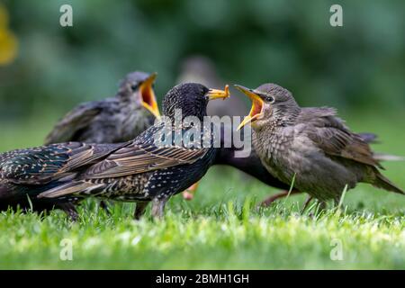 Les étourneaux juvéniles (Sturnus vulgaris) supplient d'être nourris aujourd'hui par un après-midi chaud et ensoleillé. Les étourneaux sont nouvellement créés et suivront de près les adultes pour la nourriture. East Sussex, Royaume-Uni. Crédit : Ed Brown/Alamy Live News Banque D'Images