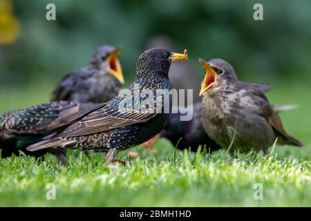 Les étourneaux juvéniles (Sturnus vulgaris) supplient d'être nourris aujourd'hui par un après-midi chaud et ensoleillé. Les étourneaux sont nouvellement créés et suivront de près les adultes pour la nourriture. East Sussex, Royaume-Uni. Crédit : Ed Brown/Alamy Live News Banque D'Images