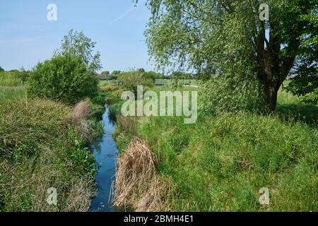 Terrain de loisirs en bateau, Tottenham, au nord de Londres, avec la Moselle, en été Banque D'Images