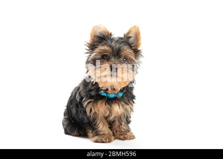 Chiot du Yorkshire Terrier isolé sur fond blanc Banque D'Images