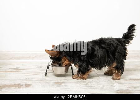 Un chiot mange dans un bol dans une pièce. Intérieur magnifique. Ration pour chien Banque D'Images