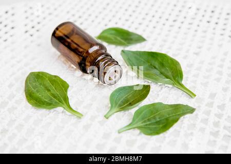 Plantago Major, plantain à feuilles larges, pied d'homme blanc, ou plus grande tenture plantain en flacon compte-gouttes avec des feuilles de plante fraîches. Banque D'Images