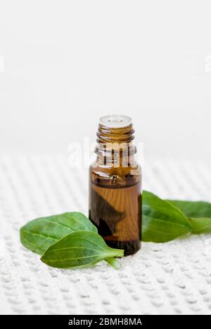 Plantago Major, plantain à feuilles larges, pied d'homme blanc, ou plus grande tenture plantain en flacon compte-gouttes avec des feuilles de plante fraîches. Banque D'Images