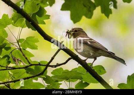 Haltern, NRW, Allemagne. 9 mai 2020. Une femelle de chaffinch (Fringilla coelebs) recueille des chenilles, des mouches et d'autres insectes pour ramener à son nid. Crédit : Imagetraceur/Alamy Live News Banque D'Images