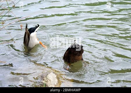 Paire de canards sauvages à la recherche de nourriture sous l'eau sur le lac Passer Fritz, Merano, Italie. Banque D'Images