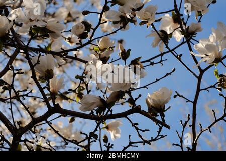 Le soleil de la fin de l'après-midi illumine les fleurs blanches d'un magnolia dans un jardin du quartier de Glebe, Ottawa, Ontario, Canada. Banque D'Images