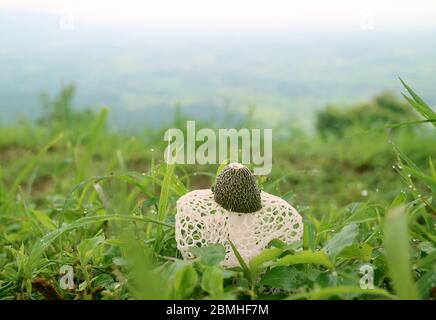 Champignon de la musette à longue filet blanche ou de bambou sur le champ de l'herbe verte avec le rosée du matin Banque D'Images