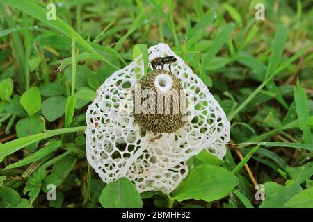 Abeille et beaucoup d'insectes minuscules sur un champignon de bambou blanc ou long Net Stinkhorn Mushroom dans la forêt Banque D'Images