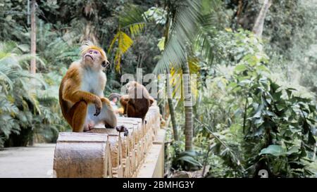 Séjour de détente pour la famille de singes dans un temple Matara Banque D'Images