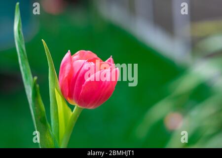 Tulipe rouge unique sur fond vert en format vertical, portrait, jardin d'été minimaliste, tulipe rose photo de printemps Banque D'Images