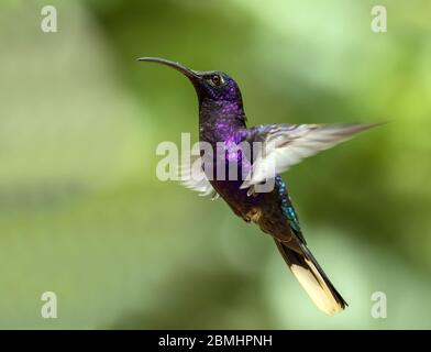 Gros plan de l'oiseau-colibris de Sabrewing violet en vol, Panama.le nom scientifique de cet oiseau est Campylopterus hemileucurus.Range Mexique au Costa Rica, Panama Banque D'Images