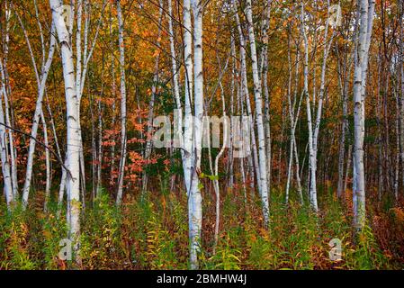 Les bouleaux blancs de l'automne avec les feuilles d'automne en arrière-plan