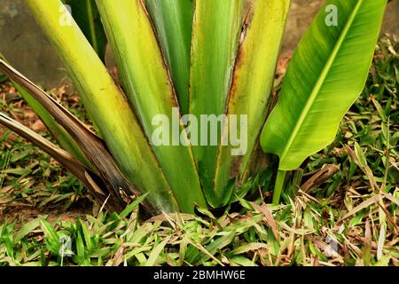 L'agave tequilana, communément appelée agave bleu ou tequila agave, est une usine d'agave qui est un produit économique important de Jalisco Banque D'Images