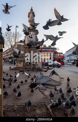 pigeons du royaume-uni en vol Banque D'Images