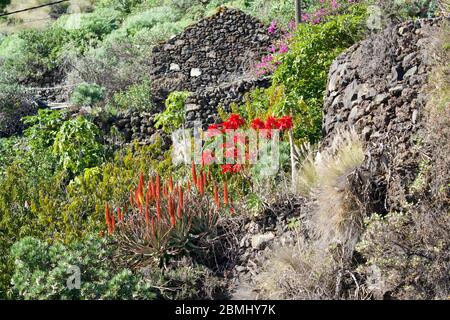 Étoile de Bethléem et aloe vera floraison entre les murs de ruine Banque D'Images