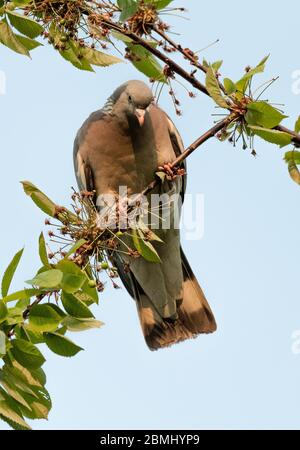 Pigeon en bois recherche dans l'arbre manger des baies de cerisier sauvage. Banque D'Images