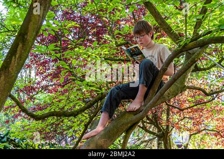 Lecture de l'arbre Magnolia : opération Mikado. Jeune garçon assis dans un arbre lisant un livre Banque D'Images