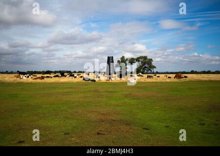 Black Mill sur Beverley Westwood , East Yorkshire au printemps entouré de vaches paissant sur la terre commune du pâturage Westwood. Banque D'Images