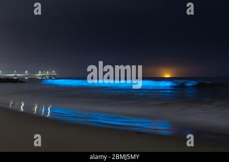 Vagues de bioluminescence provenant du plancton lumineux dans l'océan pacifique, Venice Beach, Los Angeles, Californie, États-Unis Banque D'Images