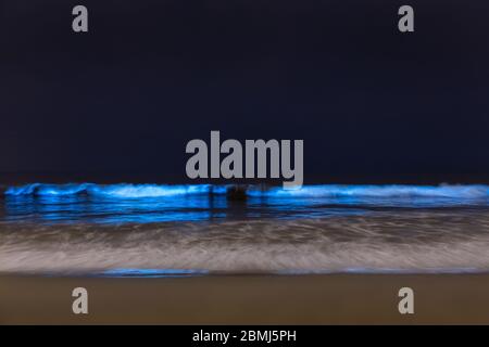 Vagues de bioluminescence provenant du plancton lumineux dans l'océan pacifique, Venice Beach, Los Angeles, Californie, États-Unis Banque D'Images