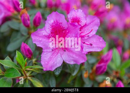 Gros plan macro photo d'une fleur rose en forme d'étoile de rhododendron avec des gouttes de pluie sur les pétales sur fond rose et vert. Banque D'Images