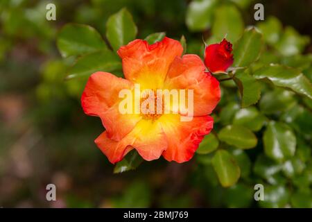 Une photo de gros plan d'un tropicana unique s'est levée contre une faible profondeur de champ de fond verdoyant. Rose a un centre orange entouré de jaune avec rouge Banque D'Images