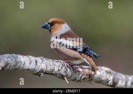 Le beau Hawfinch (Coccothrautes coccothrautes) montrant son profil en perçant sur la branche de chêne avec un joli fond vert défoqué. Haut Banque D'Images