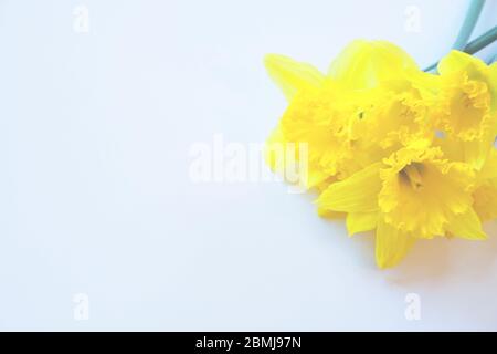 Bouquet de jonquilles sur fond mou avec espace de copie (narcisse) Banque D'Images