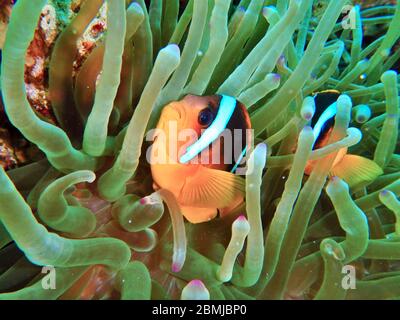 Poisson Nemo, anémone de mer, anémone, Amphiprioninae, clownfish Banque D'Images