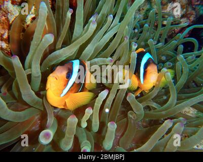 Poisson Nemo, anémone de mer, anémone, Amphiprioninae, clownfish Banque D'Images