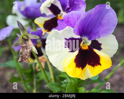 Fleurs multicolores de Pansy ou de Viola tricolore, jaune violet. Plante hybride de la famille des Violacées. Symbole de souvenir planté sur des tombes dans des cimetières. Banque D'Images