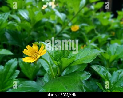 photo macro de fleur jaune Banque D'Images