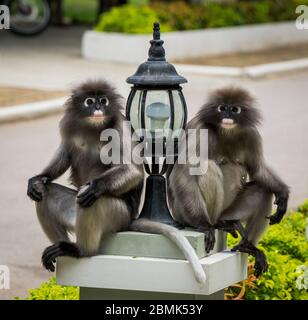 Singes lugueux assis sur des plates-formes à côté de lampes à Khao Lommuak Thaïlande Banque D'Images