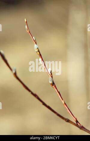 Branche de saule brune avec bourgeons gonflés, boursoufleux et moelleux. Arbustes au printemps. Banque D'Images