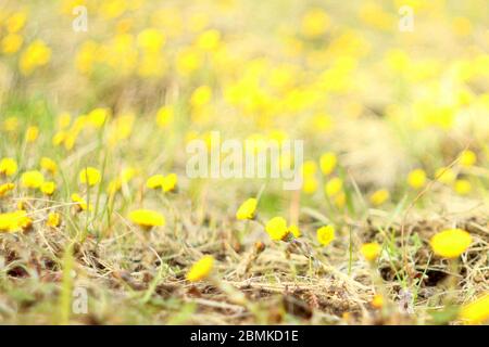 Arrière-plan flou. Fleurs de pied-de-biche jaune sur fond d'herbe sèche. Les premières plantes de printemps. Banque D'Images