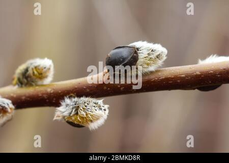 Branche de saule brune avec bourgeons gonflés, boursoufleux et moelleux. Arbustes au printemps. Banque D'Images