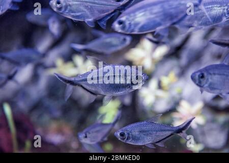 Image de l'aquarium de poissons tropicaux, le fantôme noir de tétra Banque D'Images