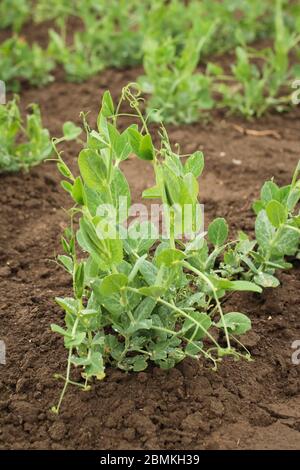 Jeunes plants de pois sur un champ Banque D'Images