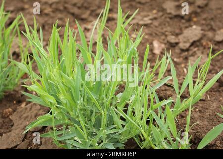 Rang semis, Chickling, Chickling vetch jeunes plantes sur un champ Banque D'Images