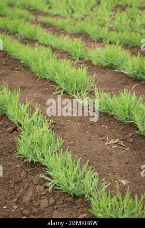 Rang semis, Chickling, Chickling vetch jeunes plantes sur un champ Banque D'Images