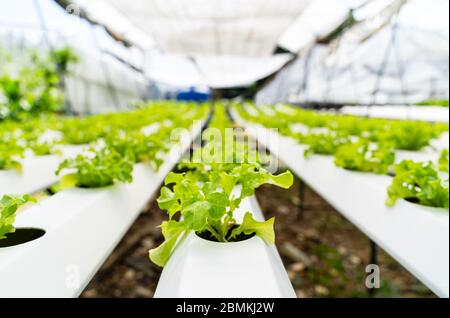 Légumes hydroponiques laitue de chêne vert croissant dans des tuyaux en plastique dans les fermes intelligentes avec des systèmes hydroponiques sont l'agriculture moderne pour la santé et la qualité i Banque D'Images