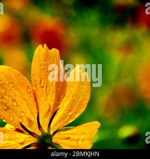 Cosmos de soufre orange après une douche à faible pluie. J'ai été surpris de les voir fleurir très tôt quand il fait encore si chaud, surtout à Tokyo. Banque D'Images