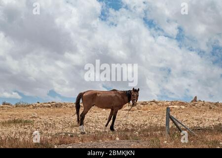 un authentique cheval arabe est enattaché dans le désert du negev près d'un village bédouin par une journée nuageux afin de se brouter sur l'herbe sèche clairsemée Banque D'Images