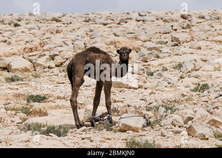 le chameau bédouin de belouin, qui se tient debout, a été hobri et attaché à une végétation maigre sur un terrain rocheux dans le désert du néguev en israël Banque D'Images