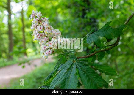Châtaignes de cheval en fleurs ou arbre Conker (Aesculus hippocastanum) le long d'une route dans une forêt Banque D'Images