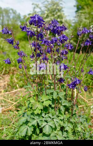 Common Columbine - Aquilegia vulgaris plante entière dans l'habitat des prairies Banque D'Images