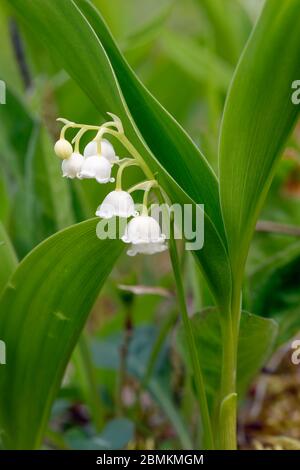 Lily-of-the-Valley - Convallaria majalis fleurs blanches dans les bois des Cotswold Banque D'Images