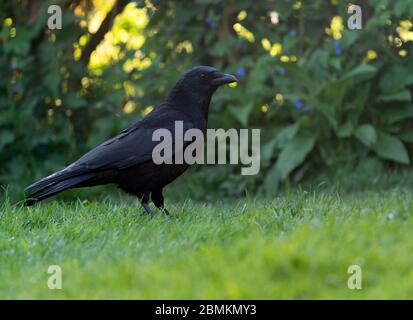 Un Crow de Carrion (Corvus corone), Warwickshire Banque D'Images