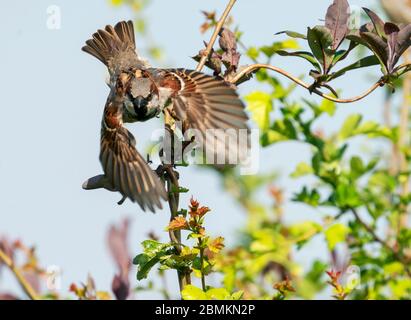 Le Bruant de maison masculin (Passer domesticus) en vol, Warwickshire Banque D'Images