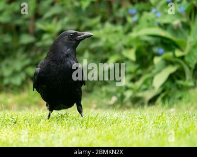 Un Crow de Carrion (Corvus corone), Warwickshire Banque D'Images